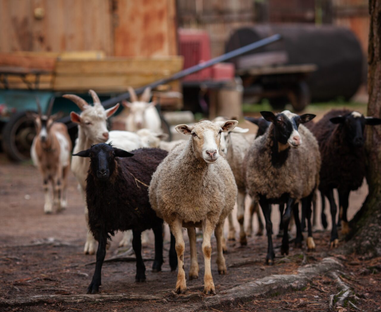 Rusia a interzis IMPORTUL de ovine și caprine din România