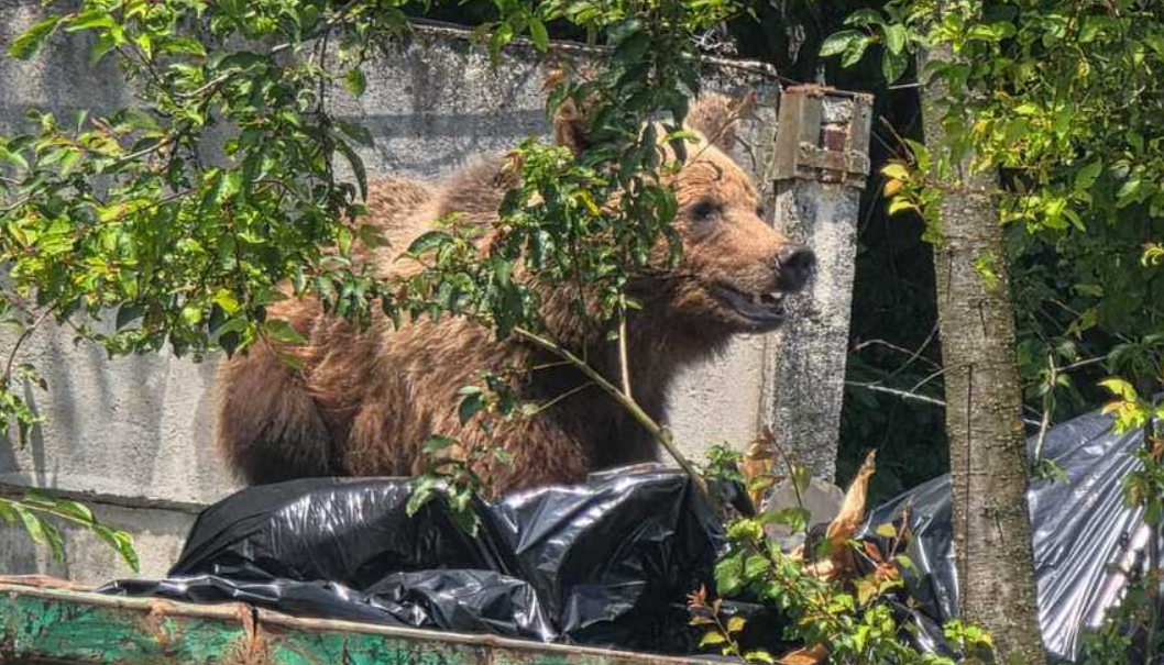 Un urs a fost împușcat în curtea unui spital din Brașov, după ce a intrat în containerul de gunoi. Nu a răspuns la semnalele acustice și luminoase