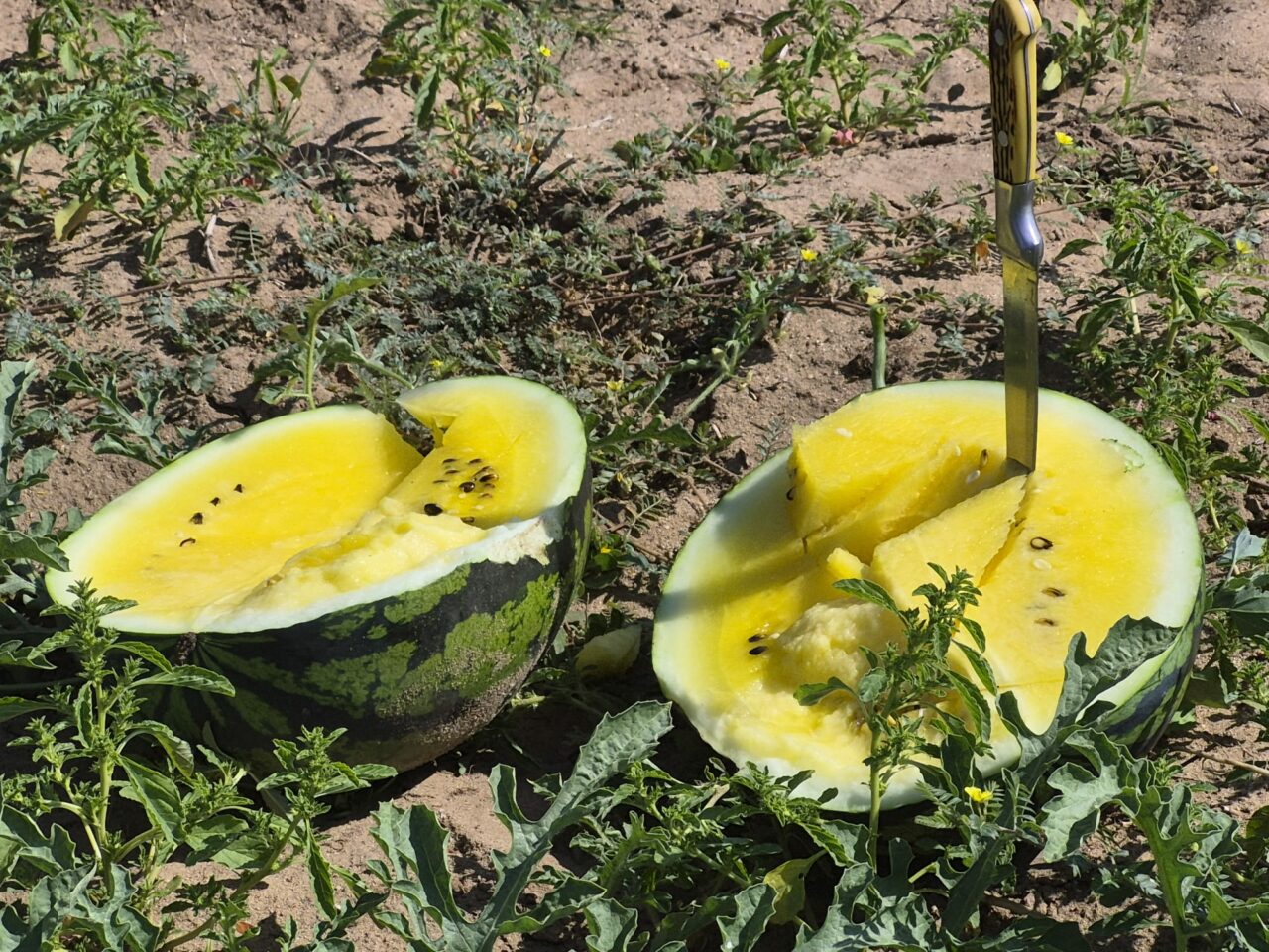 Pepenii cu miez galben din Sahara Olteniei sunt fructele-vedetă ale verii
