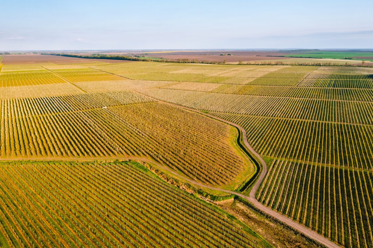 Prețurile materiilor prime agricole ating, pentru luna august, cele mai mari prețuri din ultimii 14 ani. Războiul și vremea extremă pun presiune pe piața alimentară