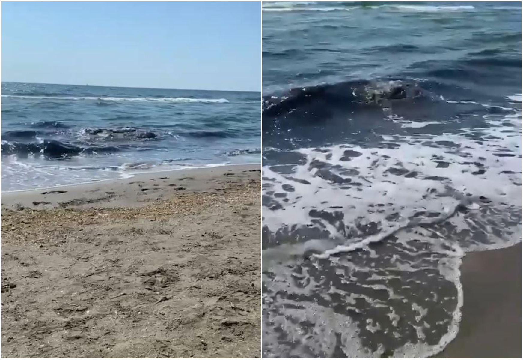 Miros suspect și apă tulbure pe o plajă din Mamaia Nord