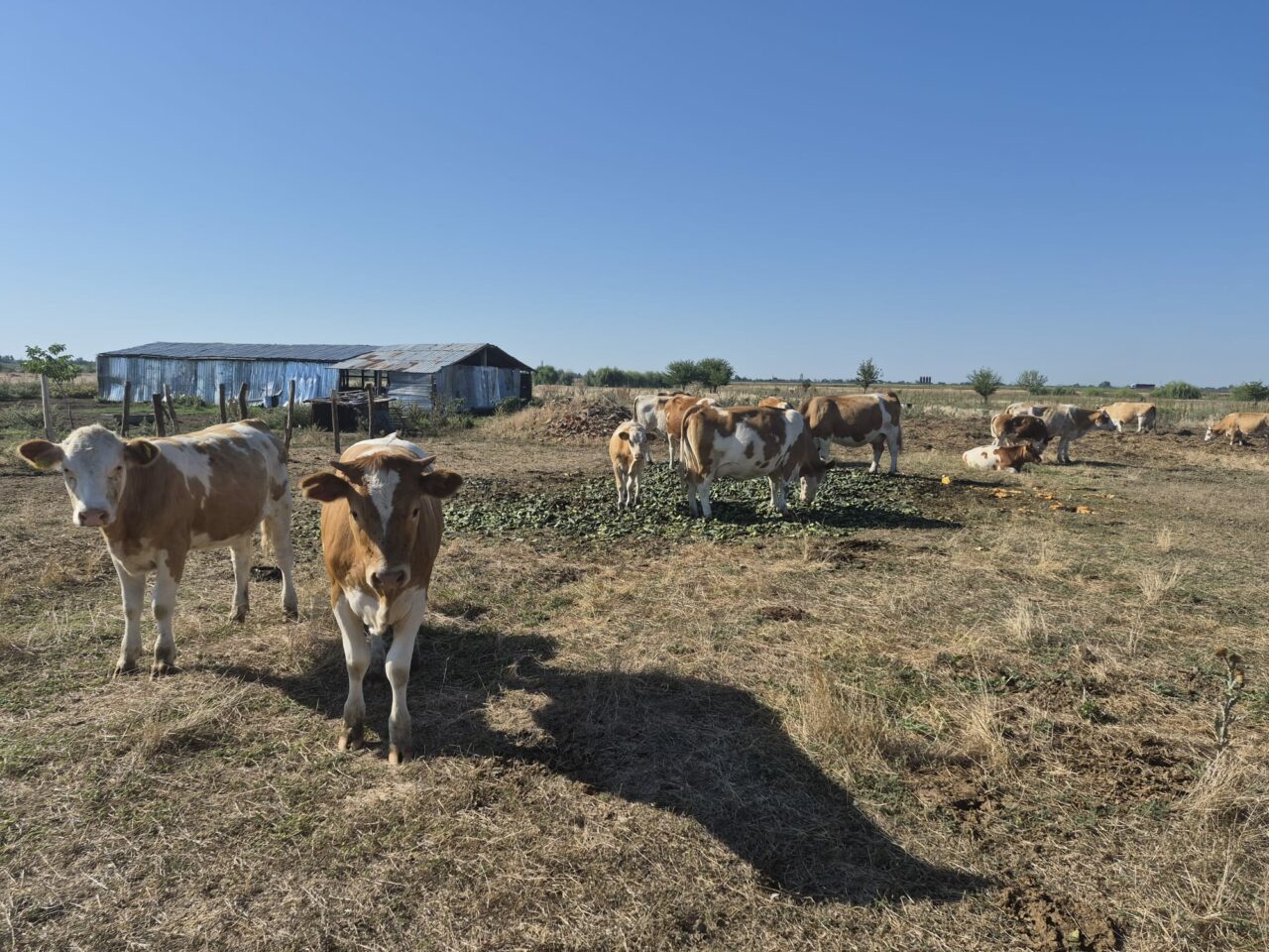 Pășunile din Olt, pârjolite de caniculă. Animalele sunt hrănite cu castraveți și pepeni