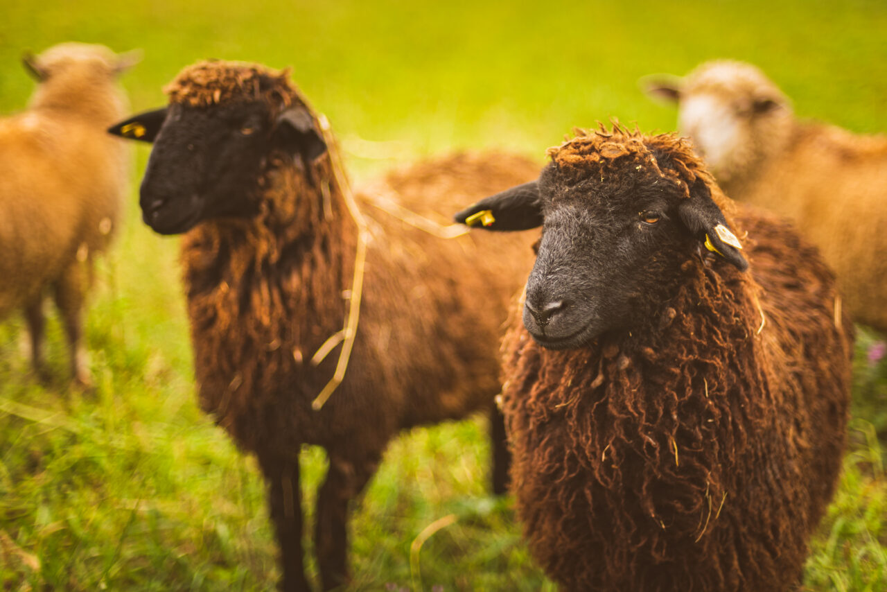 ANSVSA instituie carantina internă de 30 de zile pentru ovine și caprine. Ce alte măsuri s-au luat