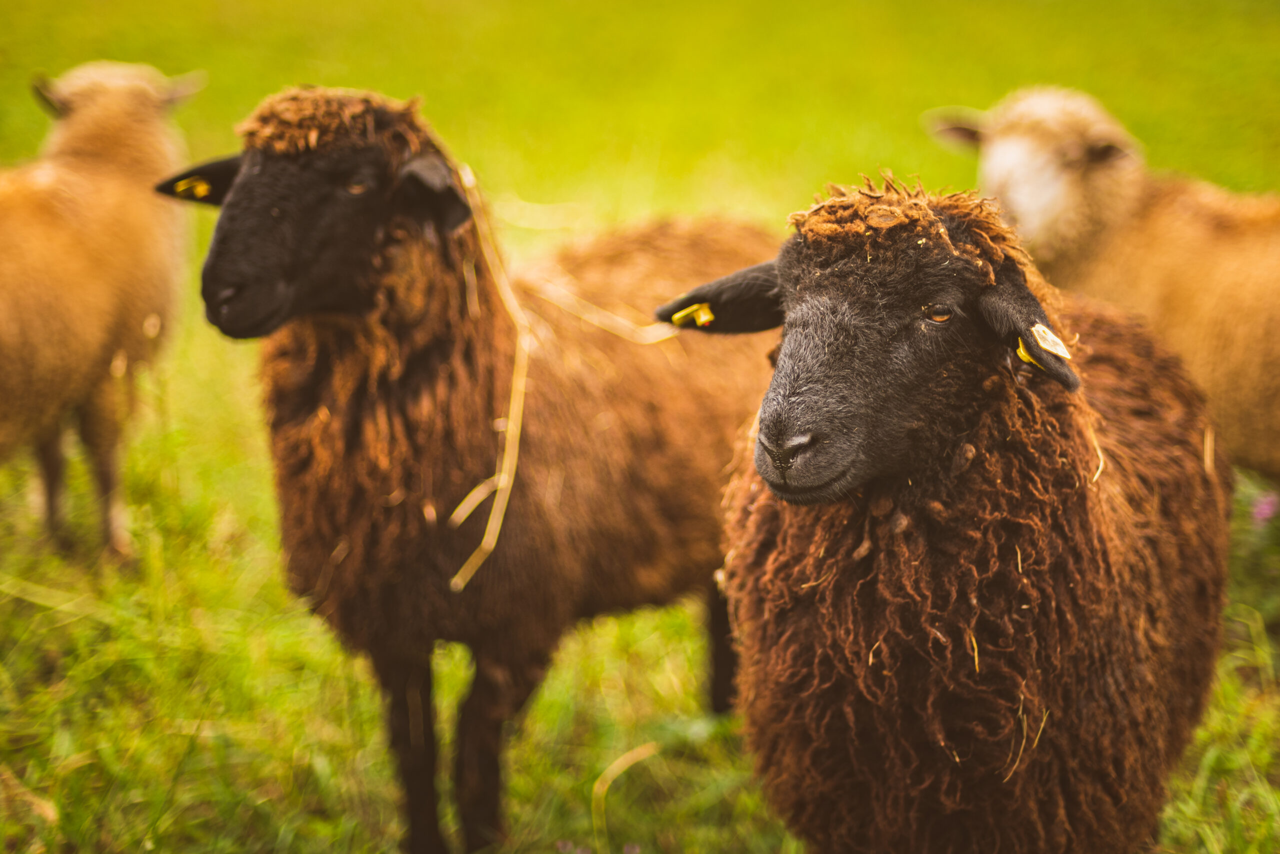 ANSVSA instituie carantina internă de 30 de zile pentru ovine și caprine. Ce alte măsuri s-au luat