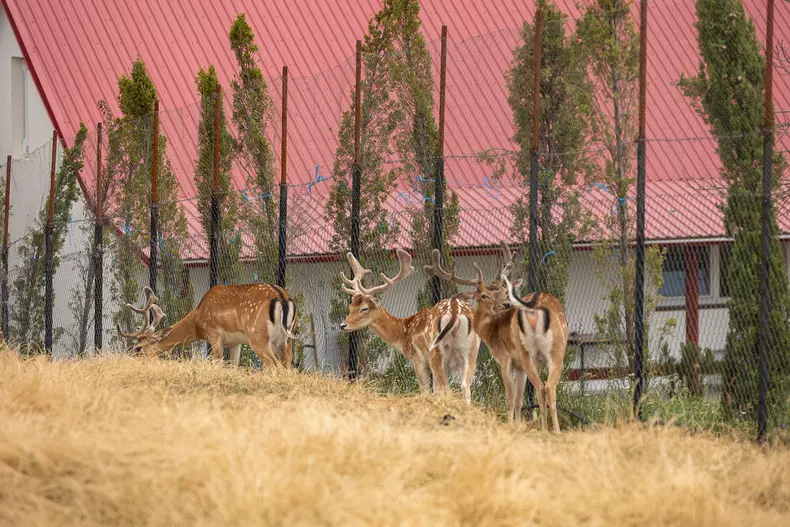 Grădina zoologică a lui Viorel Pașca. Bihoreanul deține ilegal zeci de căprioare, despre care susține că sunt „terapie pentru bolnavi”
