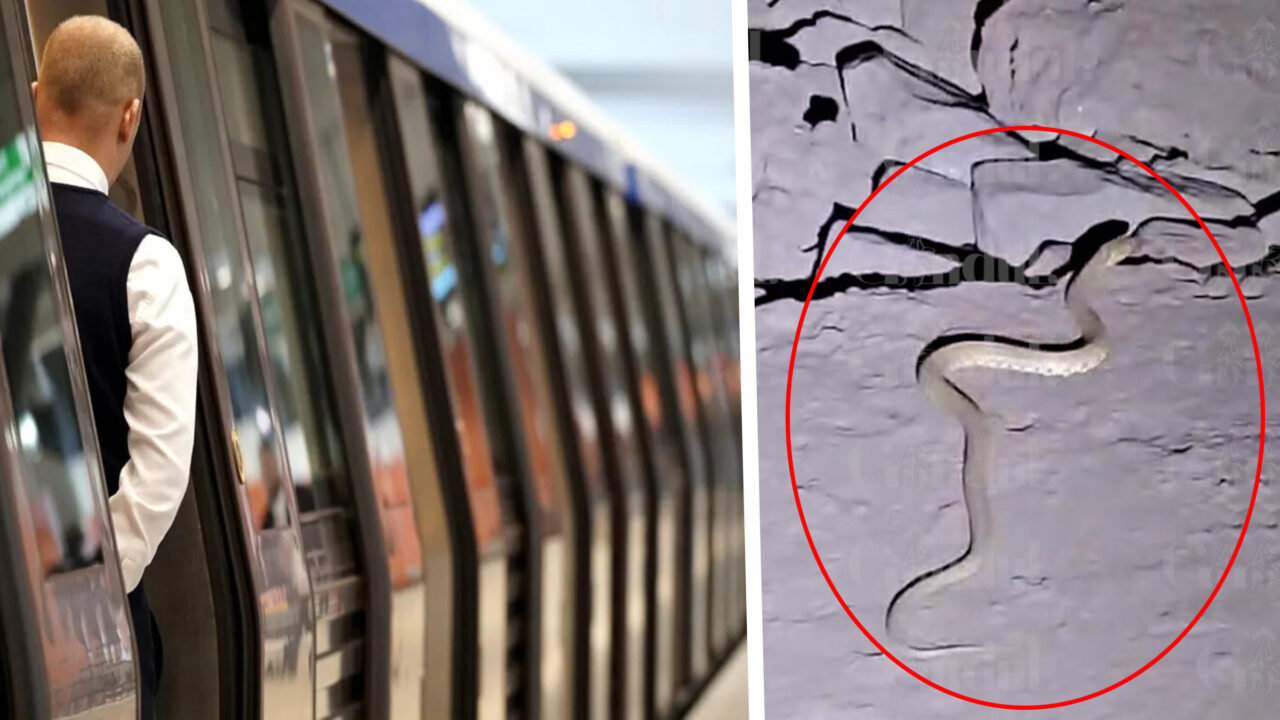 Au apărut șerpii la metrou. Pe ce magistrală a fost filmată reptila și cum a ajuns în subteran. „Trebuia chemată jandarmeria”