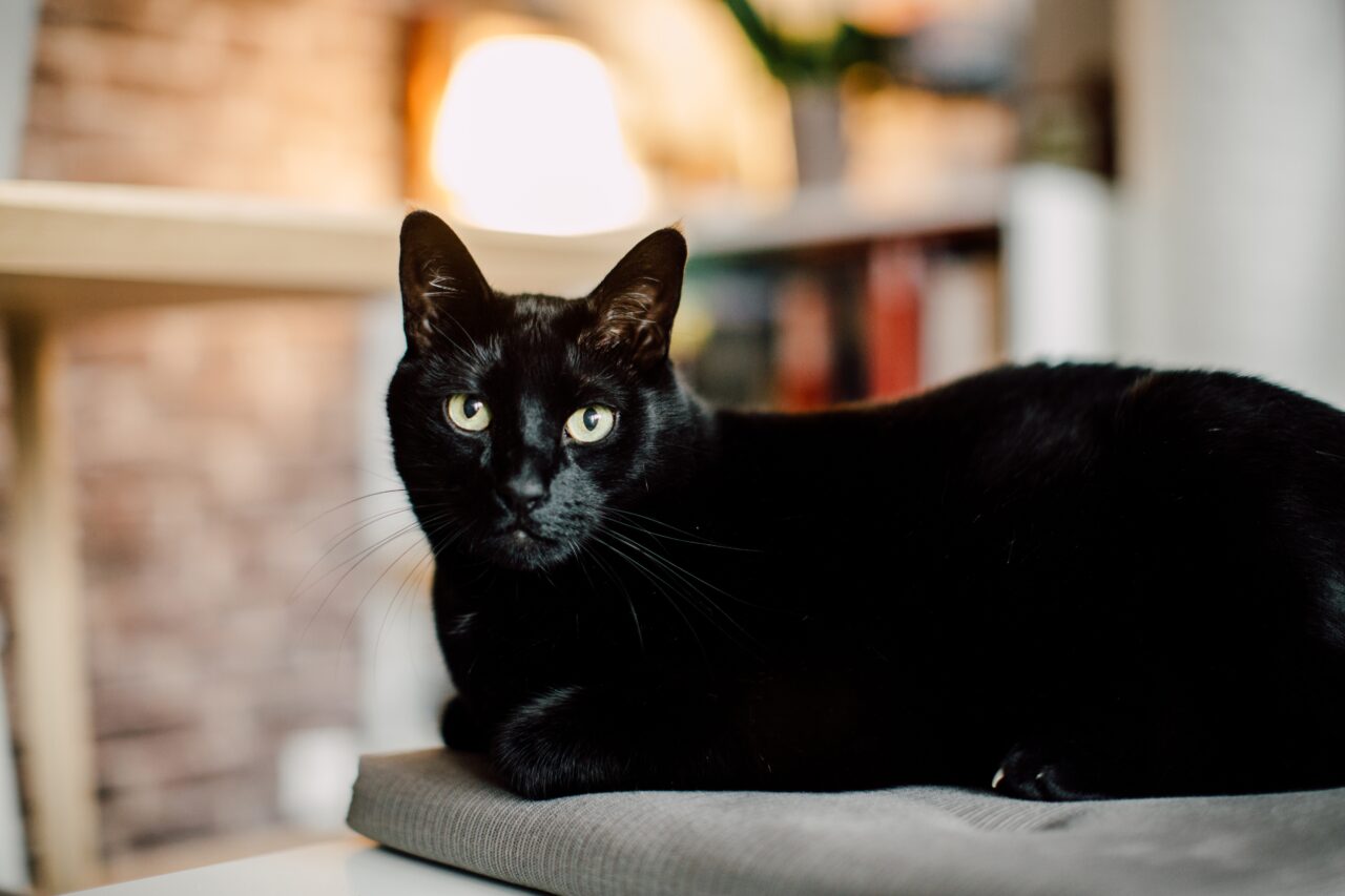 Medicii veterinari afirmă: Pisicile negre sunt asociate cu ghinionul, dar știința nu confirmă acest lucru. Ce mare avantaj au, de fapt