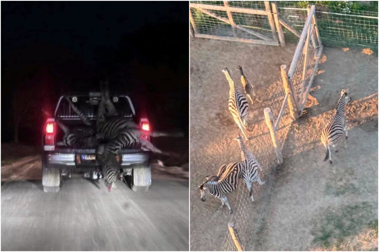 Ungaria anchetează o turmă de zebre deținută de un apropiat al lui Viktor Orban