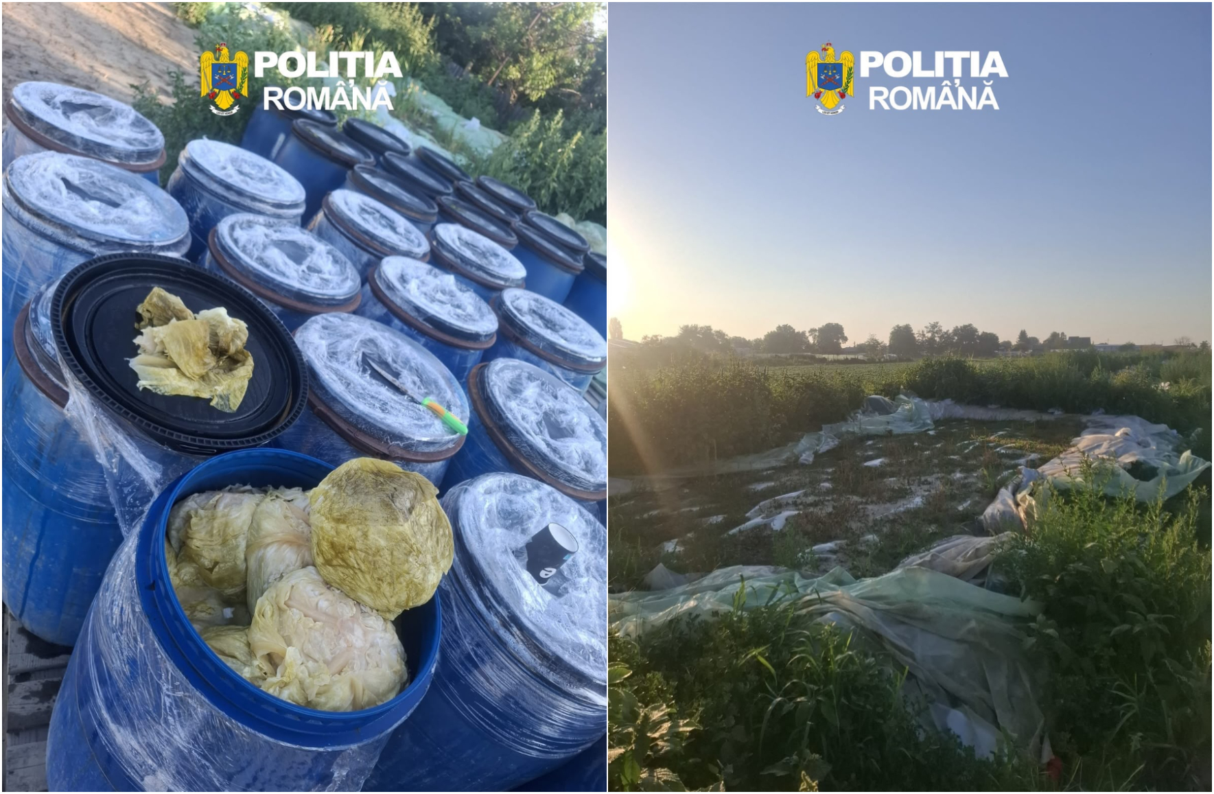 8 tone de varză murată, distruse în Dâmbovița