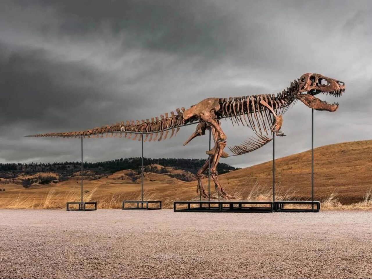 Cel mai scump dinozaur din lume a fost vândut în SUA. Scheletul complet de T-rex a atins o sumă record în mai puțin de 10 minute