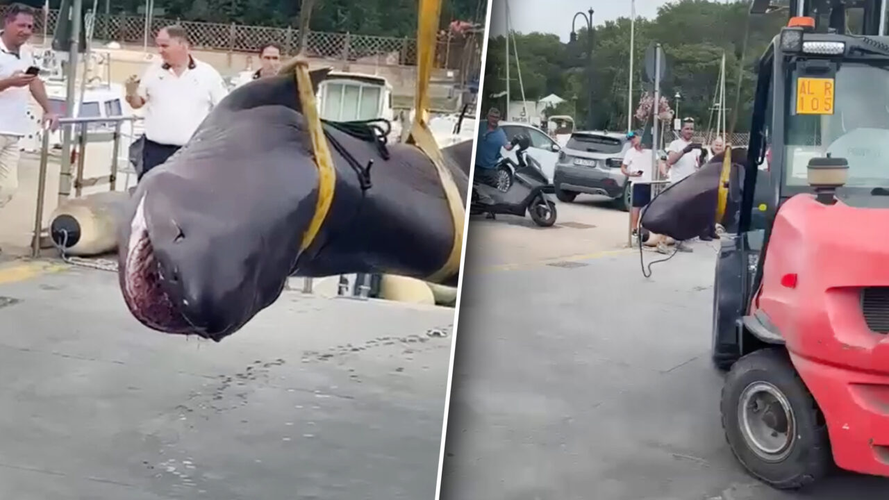 Un rechin de patru metri a fost găsit, fără suflare, pe o plaja din Italia. Din ce specie face parte și de ce apariția sa i-a uimit pe biologi