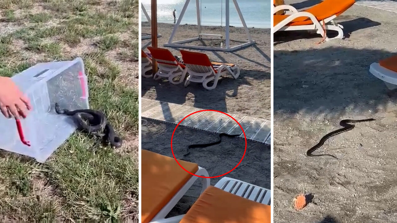 Panică pe litoralul românesc. Un șarpe de 1,5 metri a apărut printre șezlongurile de pe o plajă din stațiunea Venus