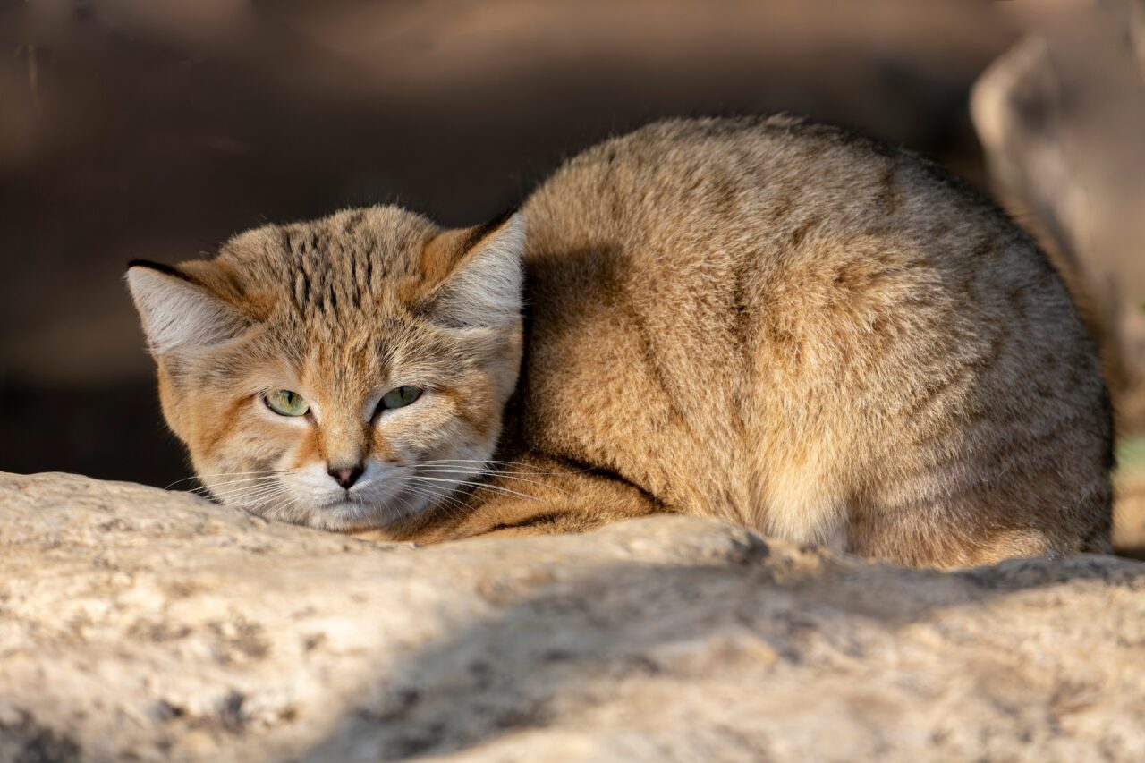 Descoperire neașteptată în Libia. Un videoclip de pe YouTube a confirmat existența unei feline extrem de rare