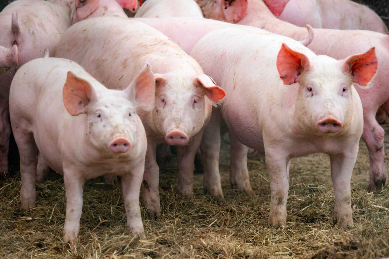Industria cărnii de porc din România este în alertă. Suntem la sub 10% din necesarul intern