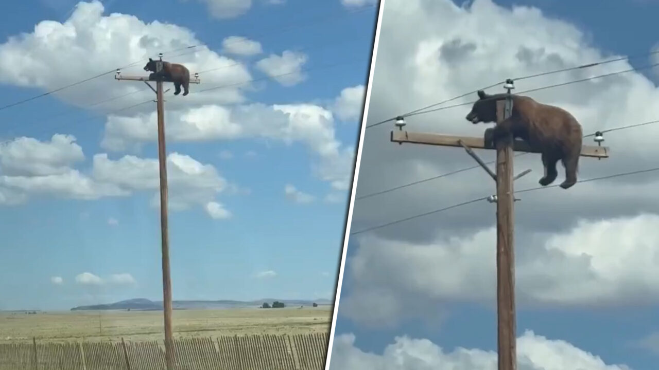 Scene neobișnuite în New Mexico. Un urs s-a urcat pe un stâlp de electricitate. Totul s-a încheiat tragic