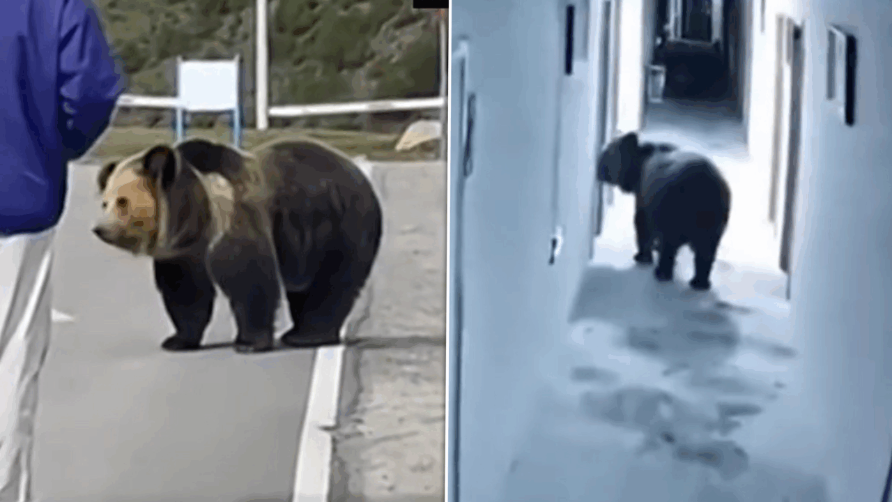 Nu doar noi avem probleme cu urșii. Imagini din Tibet care amintesc de România. Cum forțează un urs intrarea într-o cameră de hotel