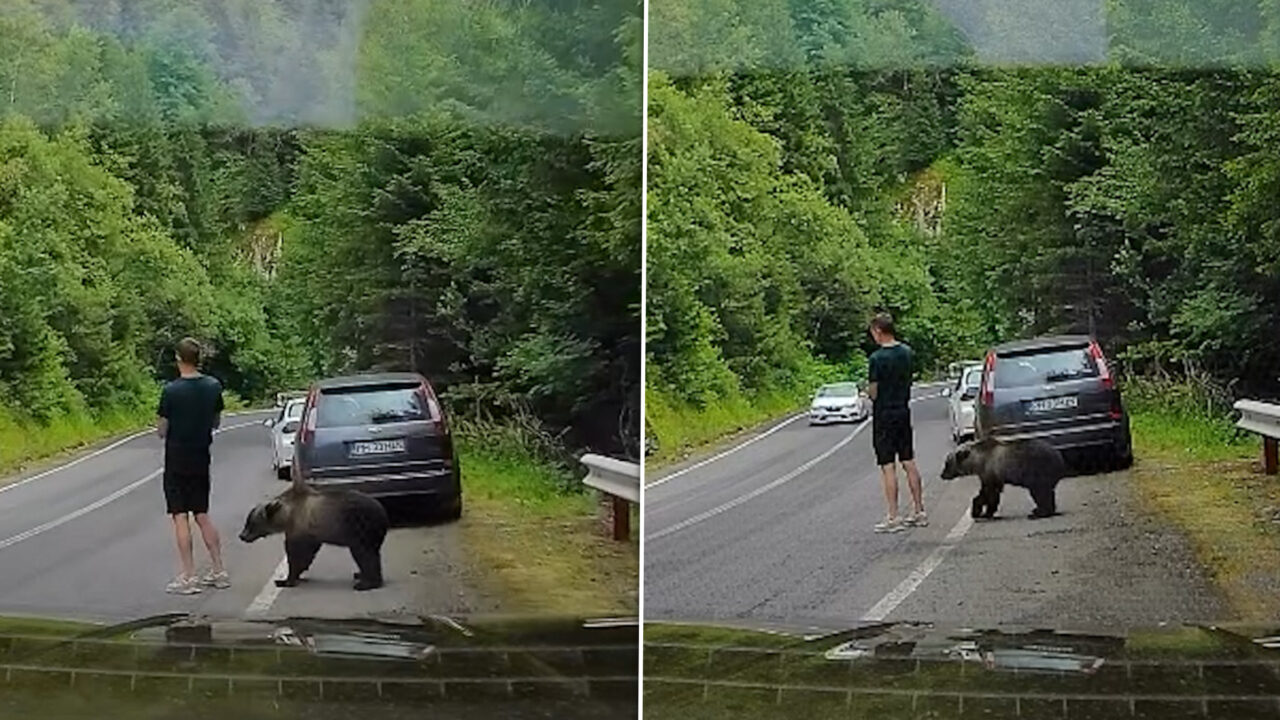 Imagini ireale pe Transfăgărășan! Un turist, la un pas să fie atacat de urs! Bărbatul nu a văzut animalul care îl adulmeca
