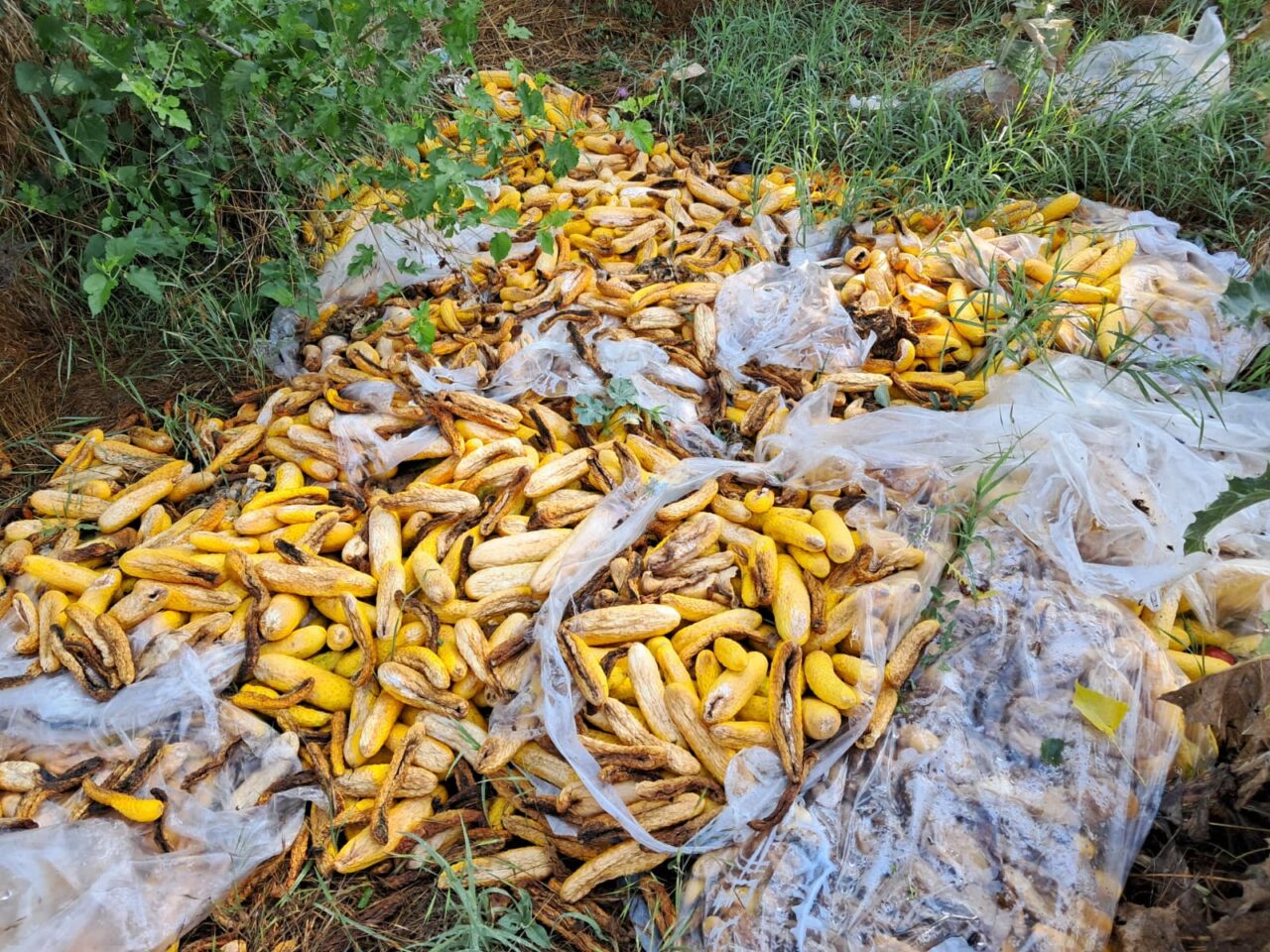 Legumele se vând la preț de nimic în Olt: 5 lei sacul de 20 kg de castraveți