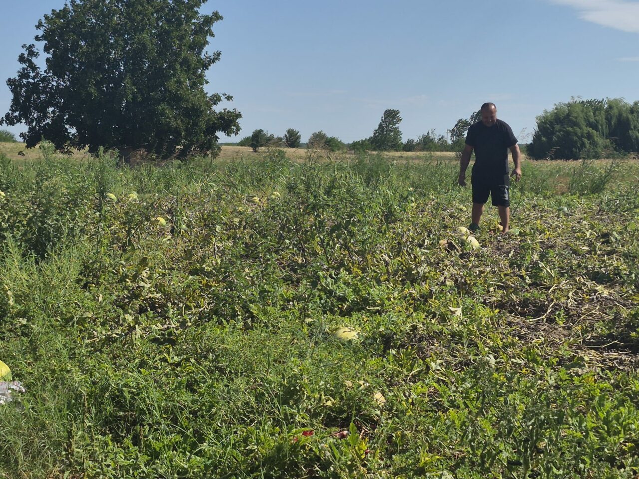 Zeci de tone de pepeni, abandonate pe câmp din cauza prețului mic. Fermierii au ieșit pe pagubă