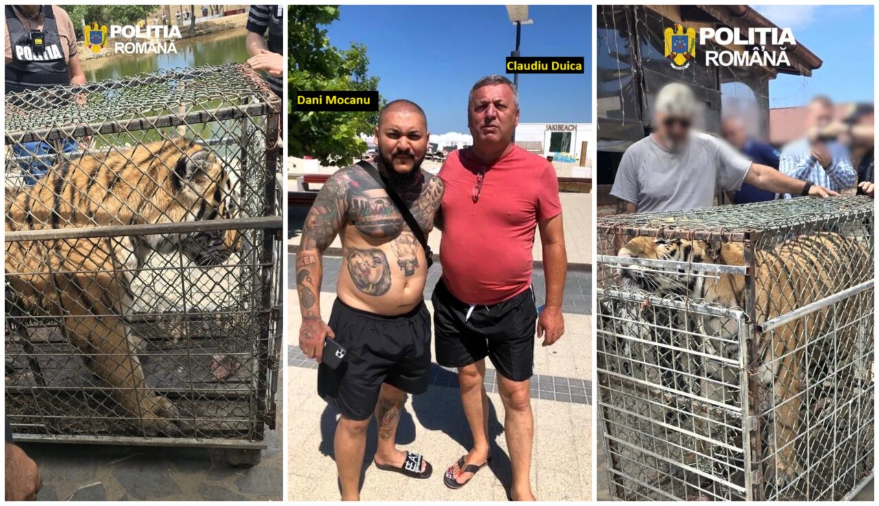 Descinderi la o grădină zoologică din Dâmbovița, care funcționează ilegal de ani de zile. Tigri și un pui de leu mort în congelator. Proprietarul, executor judecătoresc, are trei dosare penale la activ și legături cu Dani Mocanu