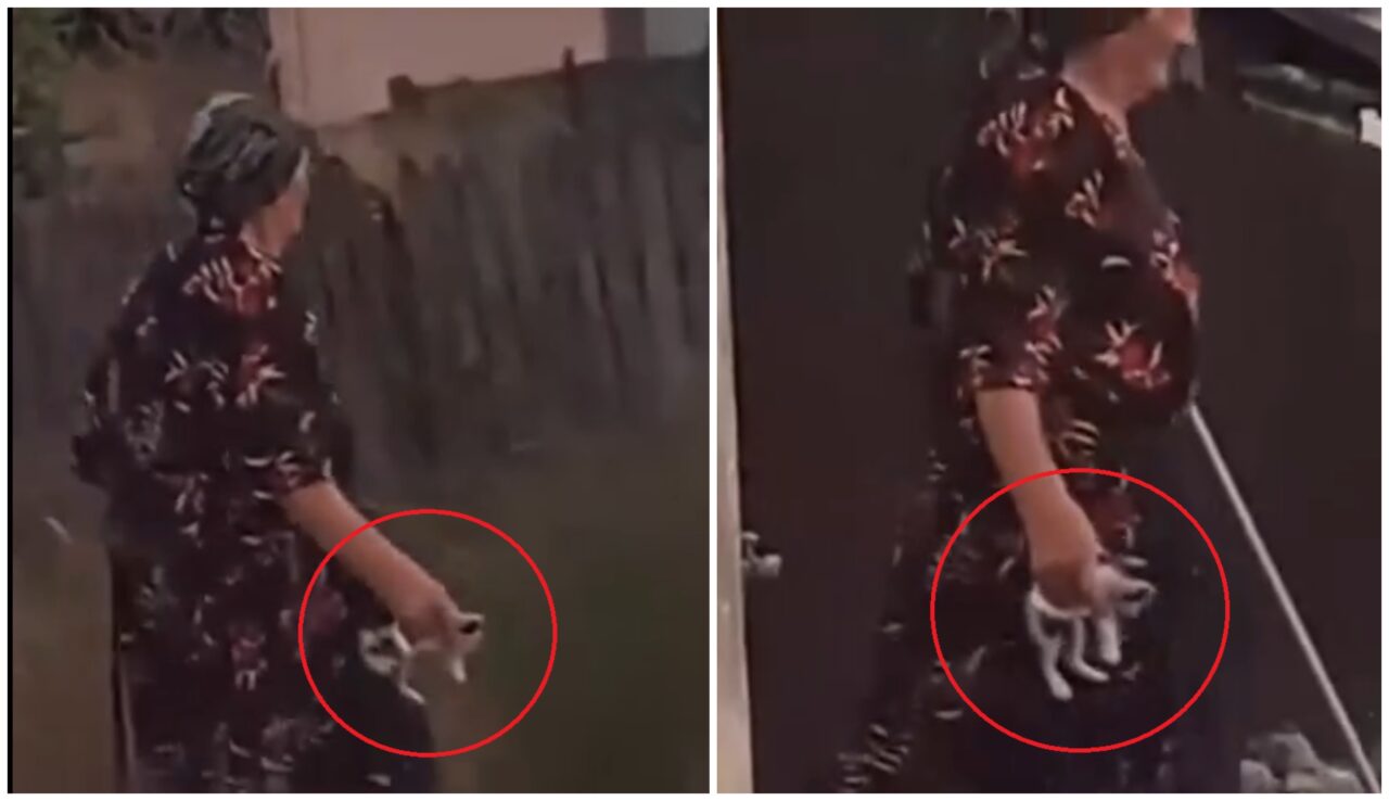 Caz grav de cruzime asupra animalelor în Strehaia. O bătrână de 77 de ani s-a ales cu dosar penal, după ce aruncat peste gard pui de pisică