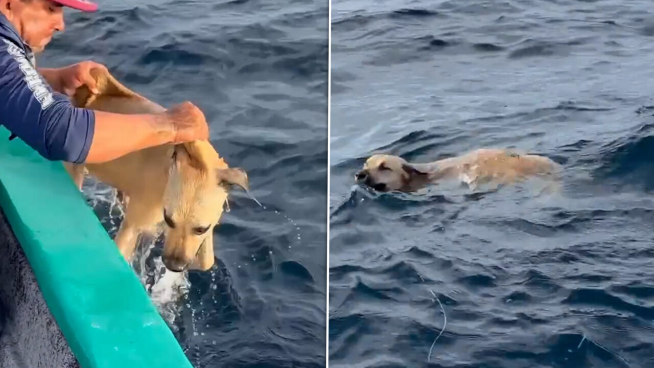 Un câine a fost salvat de pescari din mijlocul oceanului, după ce a înotat aproape o milă