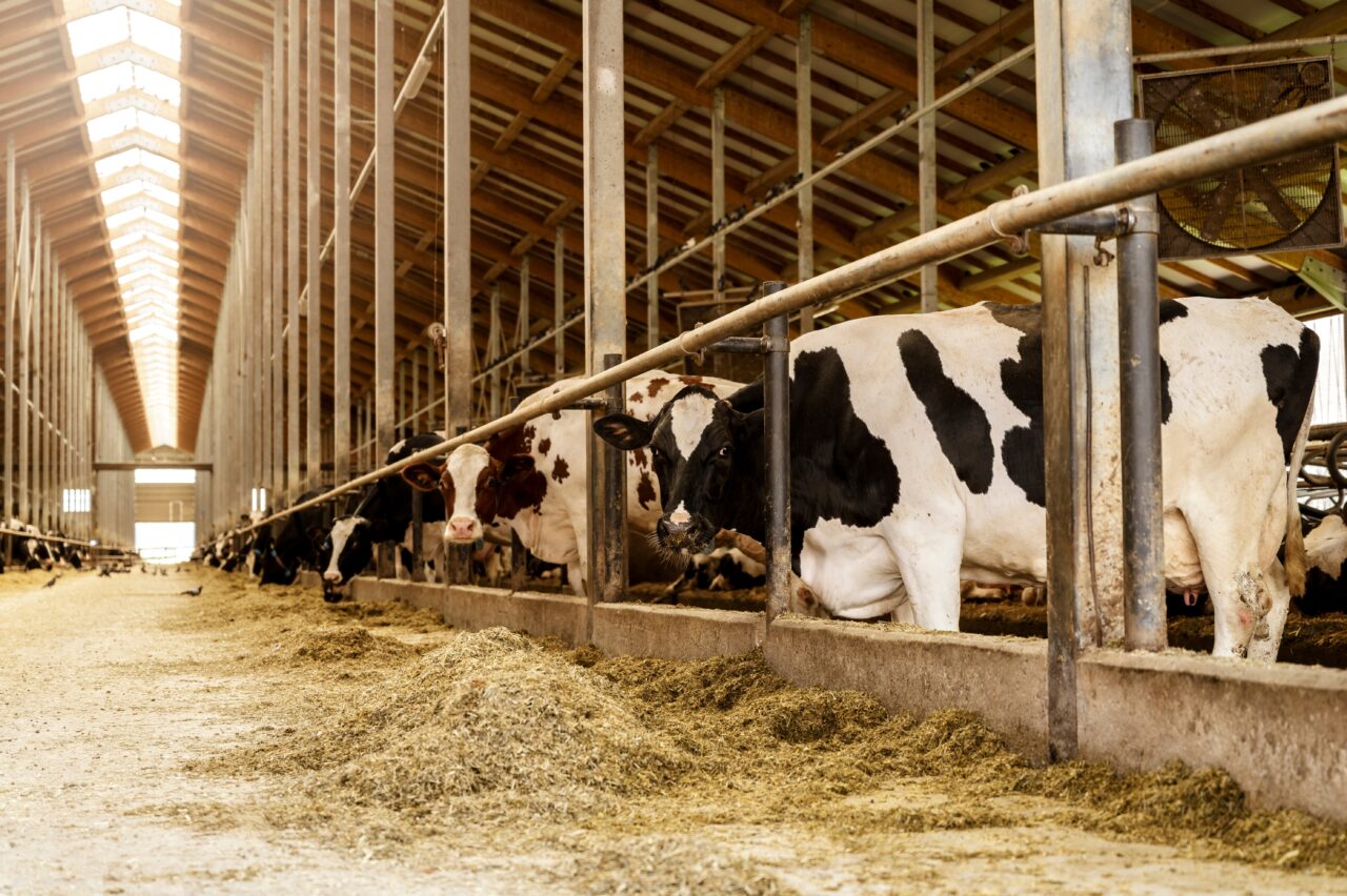 Câți euro primesc fermierii care vor subvenții pentru zootehnie. Agenţia de Plăţi şi Intervenţie pentru Agricultură a publicat ghidul oficial