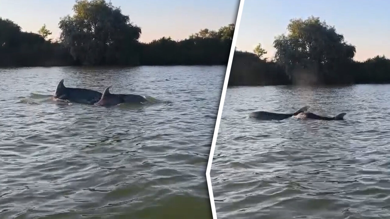 Gândul a mers pe urma imaginilor virale cu delfini în Dunăre. Cum au ajuns mamiferele la Sulina și ce se va întâmpla cu ele? Ce spun specialiștii