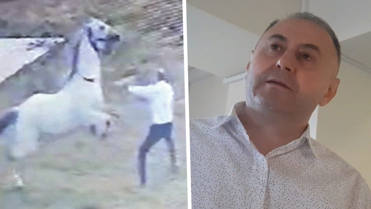 Ies la iveală informații cumplite din trecutul lui Fănel Bogos, în dosarul căruia a fost pusă sub acuzare Cristina Trăilă. Afaceristul a torturat un cal până la moarte. Polițiștii au descris scenele ca fiind „de o brutalitate ieșită din comun”