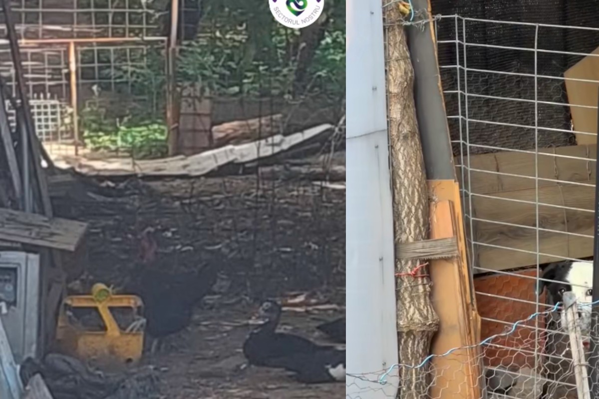 (P) Salubrizare S5: Intervenție într-o curte comună de bloc, transformată în țarc pentru animale