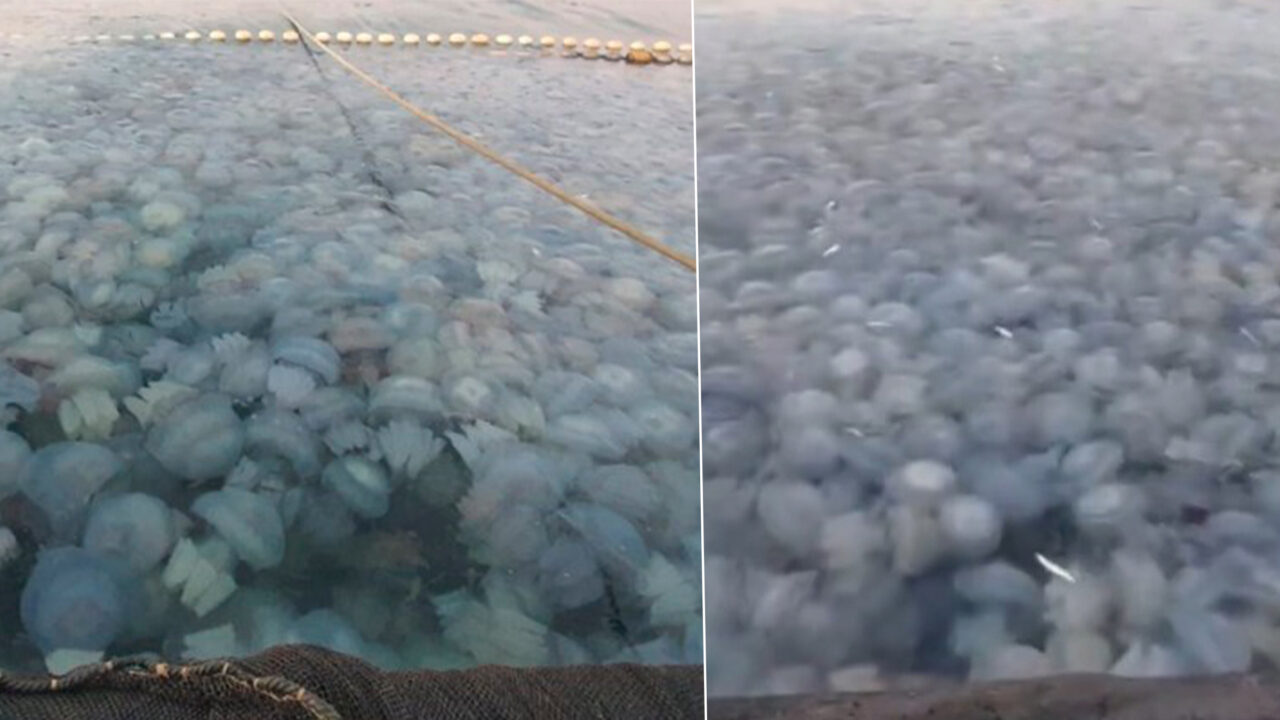 Invazie de meduze pe litoralul românesc. Au umplut plasele pescarilor şi plajele la Constanţa şi Agigea