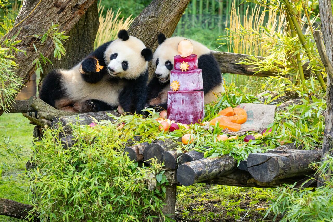 Urșii panda de la Grădina Zoologică din Berlin și-au sărbătorit ziua de naștere. Ce cadou au primit de la administratorii grădinii