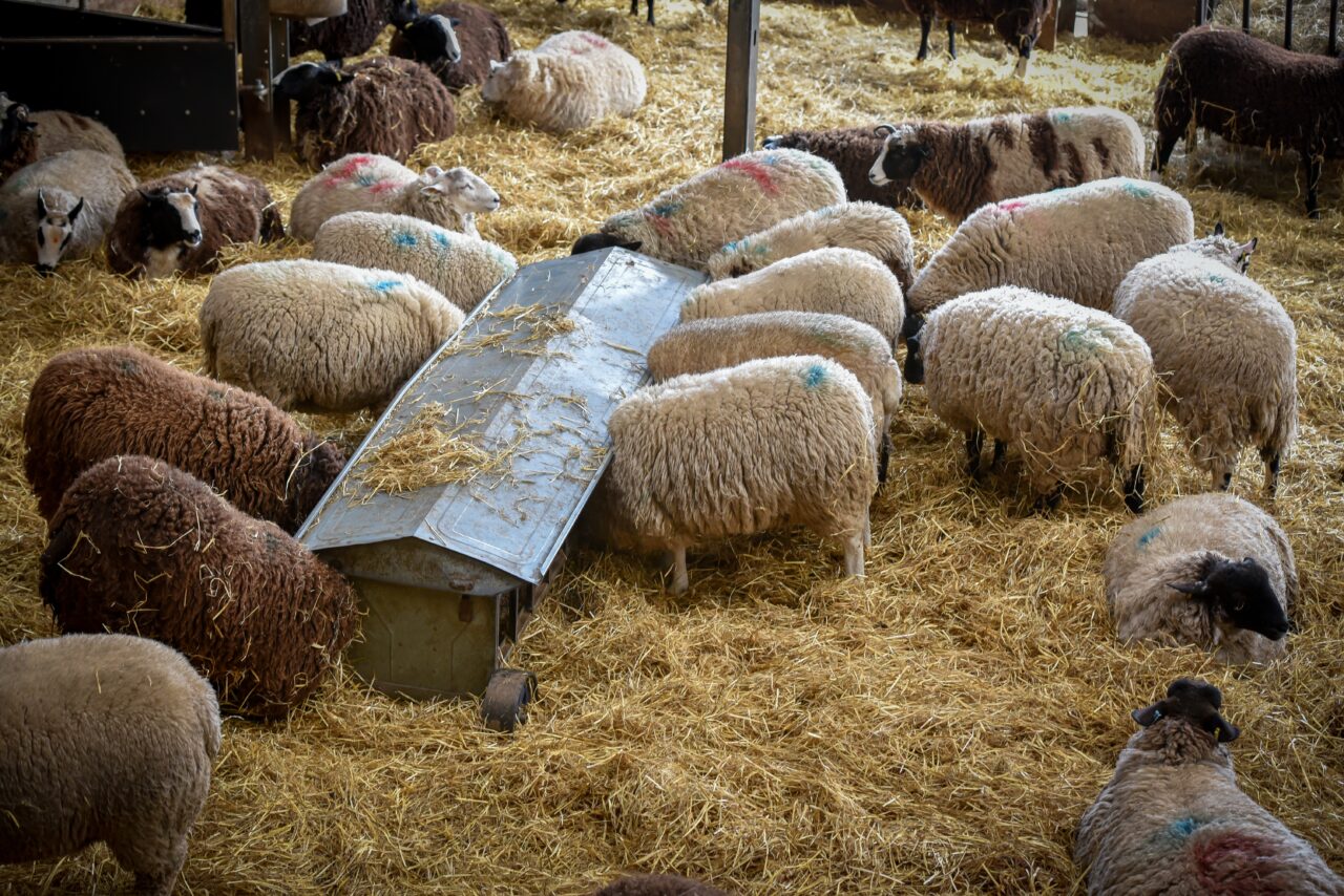 Peste 100 de medici veterinari, mobilizați în Tulcea după confirmarea a patru focare de variolă ovină și caprină