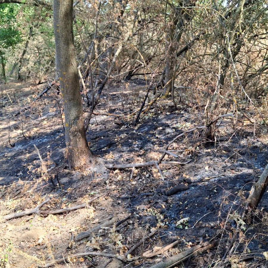 Fenomen misterios la Arad: incendii subterane și copaci care ard din interior