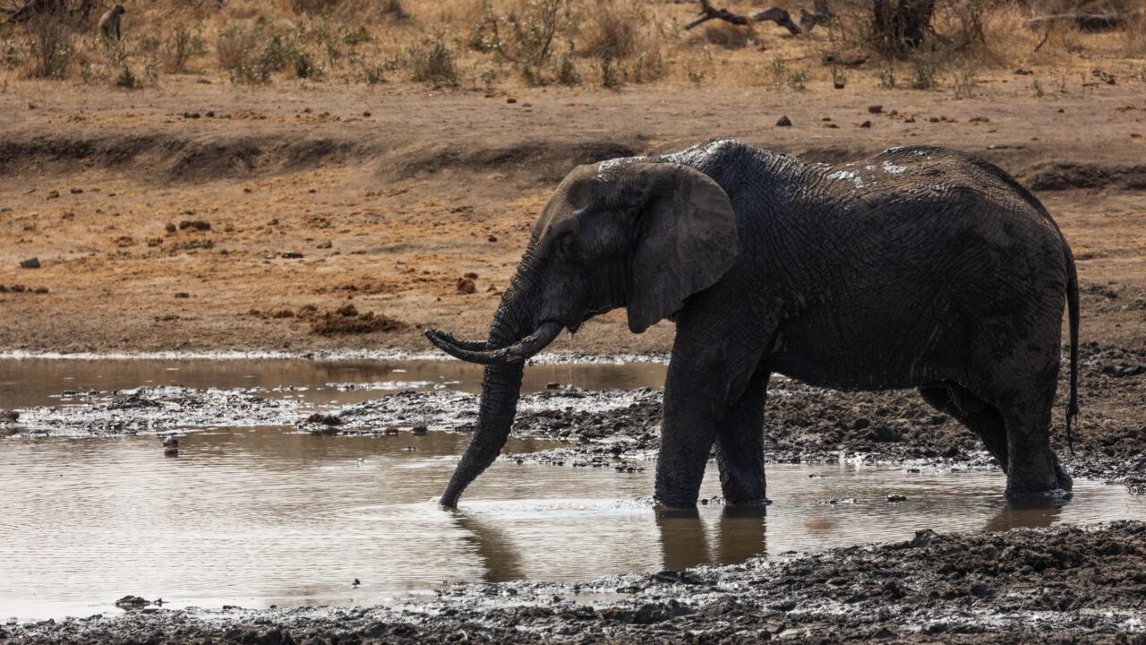 După 40 de ani, ultimul elefant de circ din Portugalia se bucură de libertate într-un sanctuar