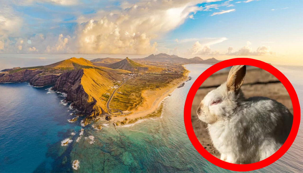 În 1418, un navigator portughez a eliberat o iepuroaică pe insula Porto Santo. Ce s-a găsit 443 de ani mai târziu
