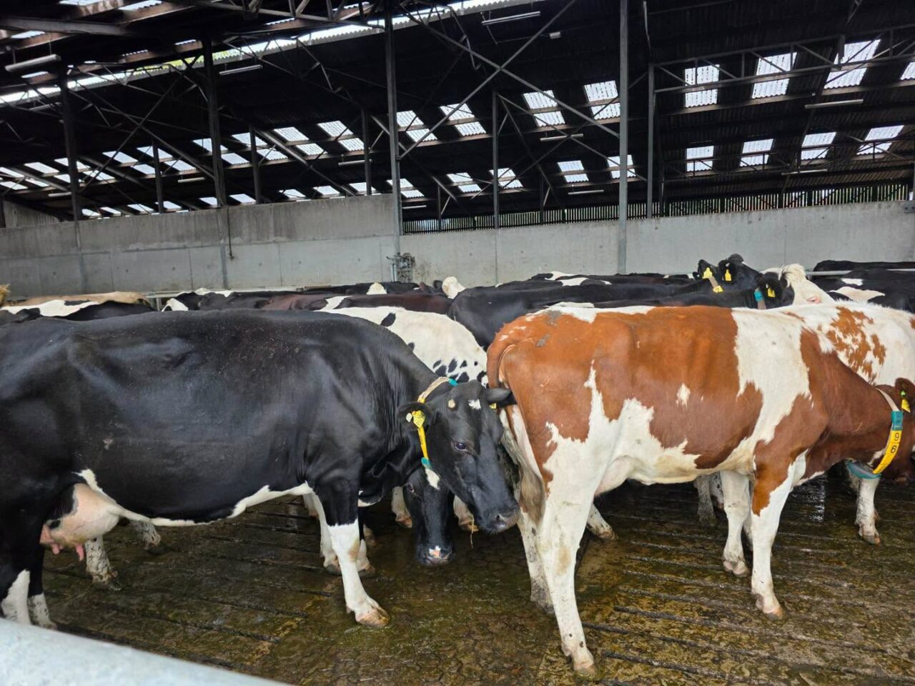Ajutoare de 52 de milioane de euro pentru crescătorii de bovine din România. La cât se ridică valoarea sprijinului pentru fiecare companie