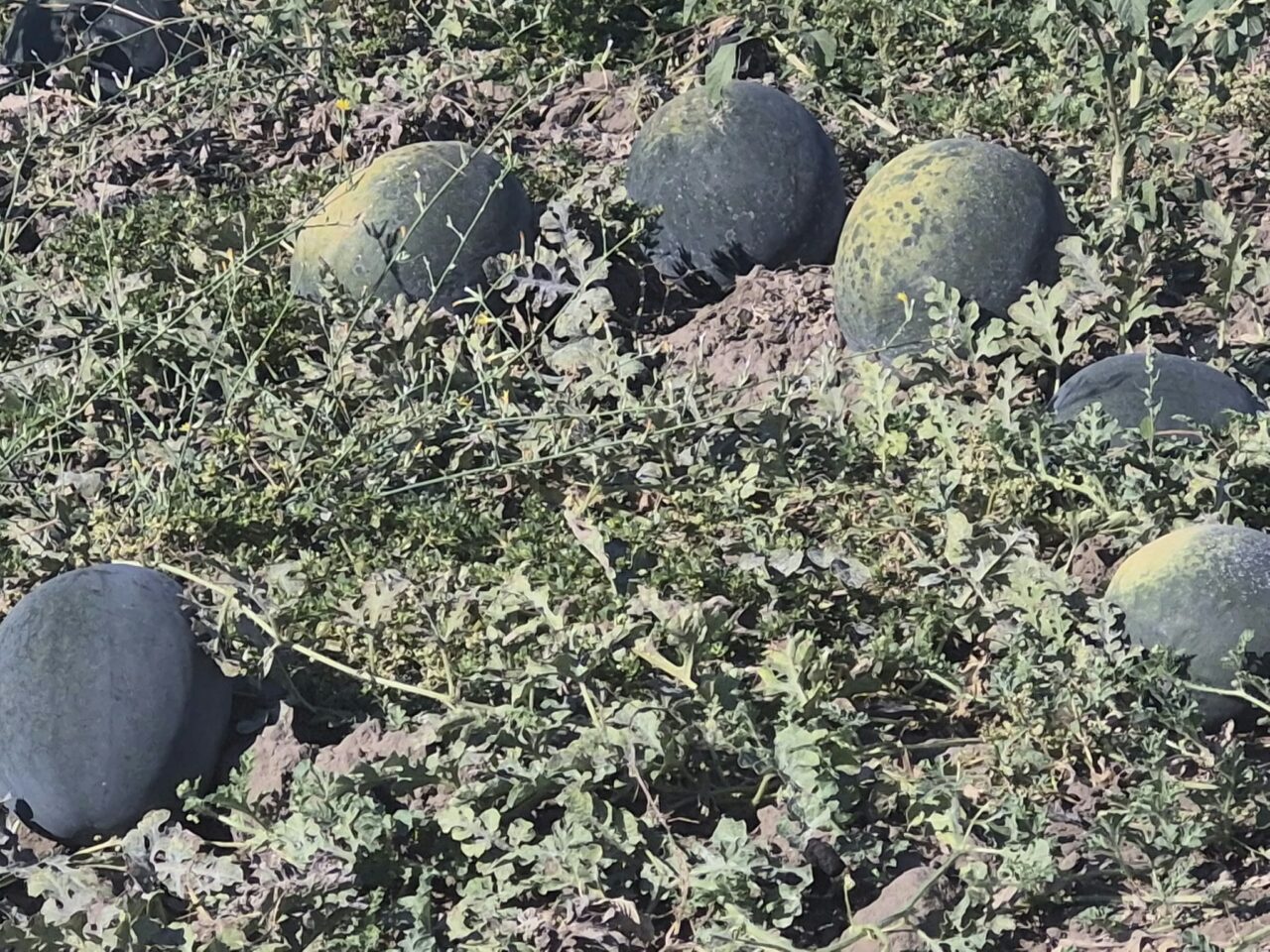 Pepenii de Dăbuleni, preferați și toamna. Cum încearcă agricultorii să-și scoată investițiile pe ultima sută de metri