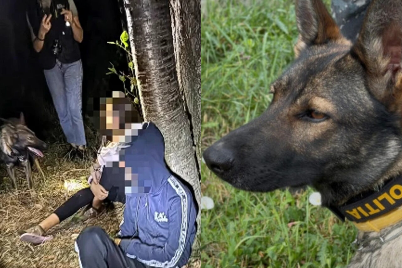 Vâlcea: Doi copii dispăruți noaptea au fost găsiți de Luna, câinele de urmă al Serviciului Criminalistic