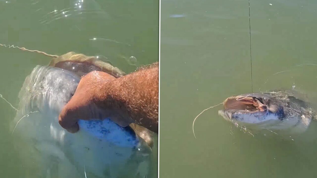 Captură uriașă în Delta Dunării. Cum a fost prins un somn de 80 de kilograme de un pescar norocos