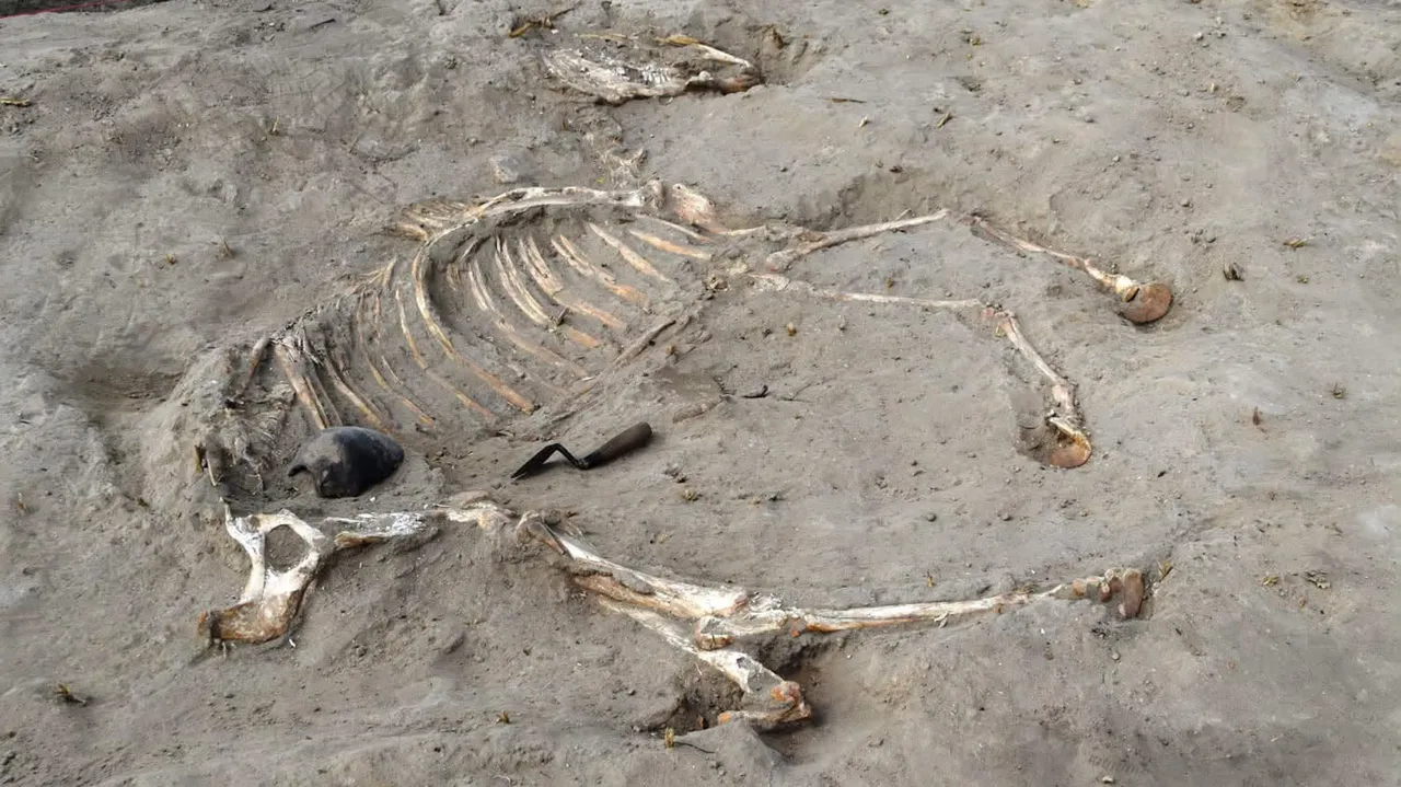 Arheologii au descoperit un cal îngropat în urmă cu 3.000 de ani într-o fortăreață egipteană. Ce alte vestigii au scos la iveală