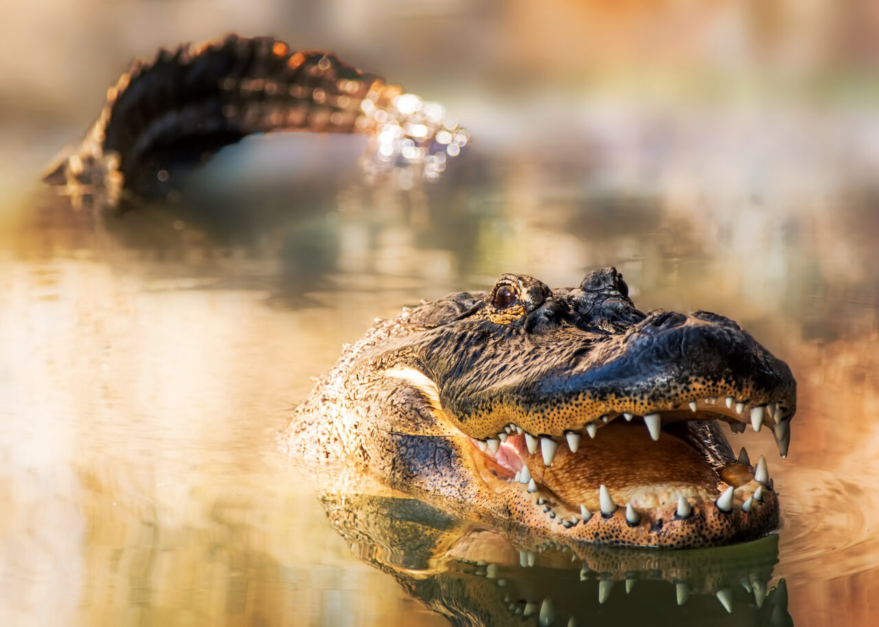 Primii aligatori ar fi trăit imediat după asteroidul care a dus la dispariția dinozaurilor. Ce arată o nouă descoperire despre specia din Paleocen