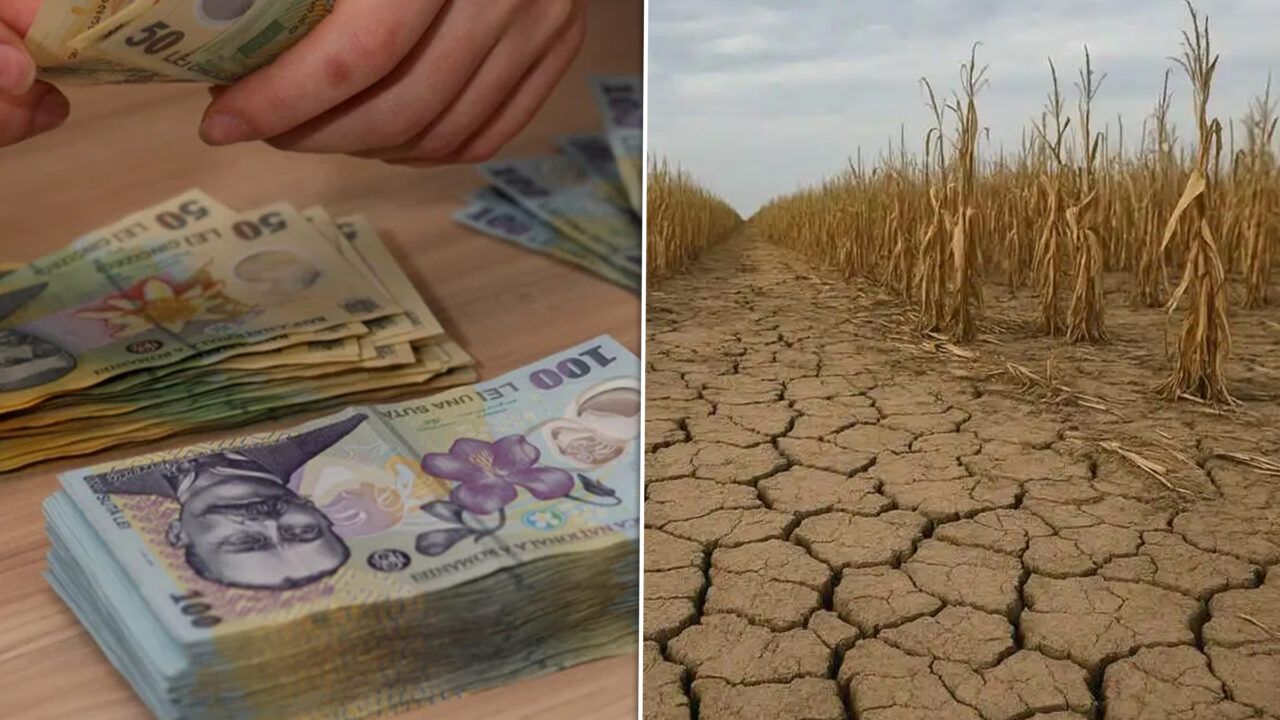Guvernul a stabilit despăgubirile pentru seceta din 2025: până la 333 de lei/hectar pentru porumb și floarea-soarelui