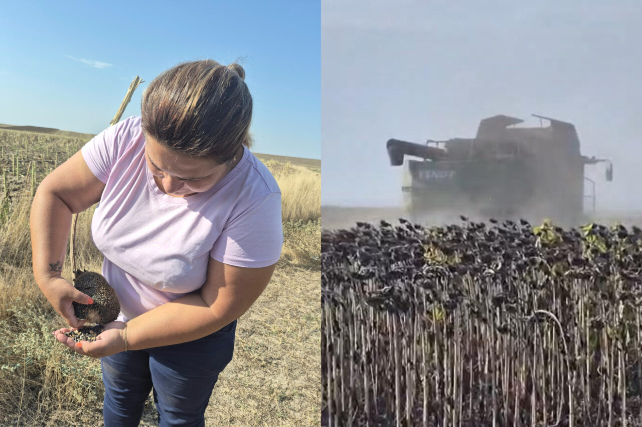 Toamna începe cu secetă și temperaturi caniculare. Lucrările agricole sunt deja întârziate: utilajele se strică pe câmp