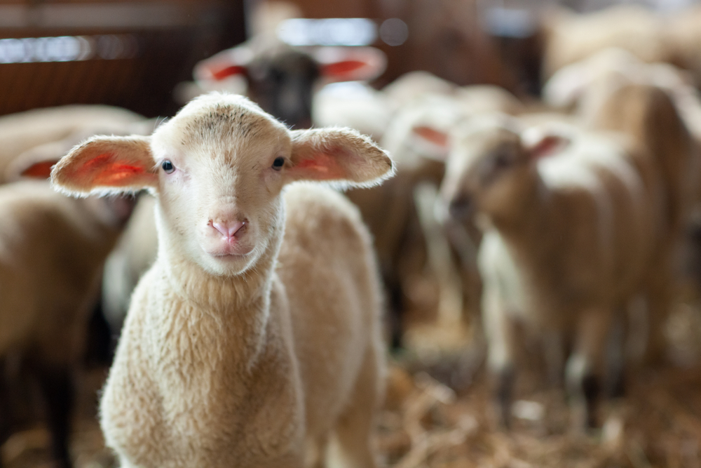 Avertisment pentru crescătorii de ovine: România riscă să piardă efectivele de reproducție
