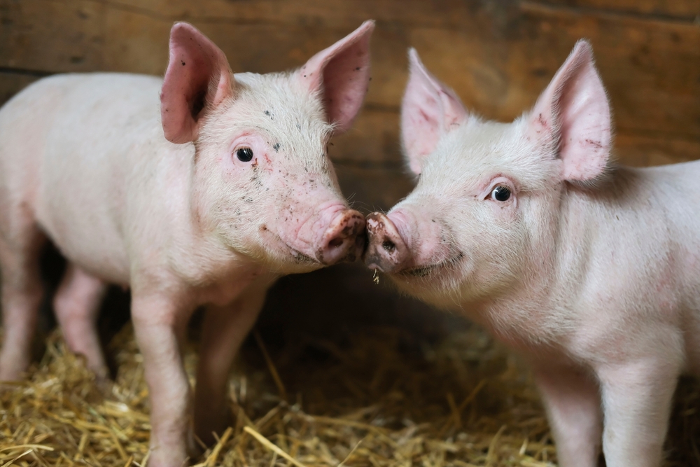 Legea porcului revine în Parlament. Ce se schimbă pentru gospodarii care cresc porci