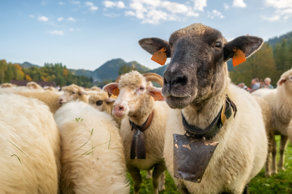 România, Bulgaria, Grecia și Croația pregătesc o acțiune comună pentru deblocarea exporturilor de animale
