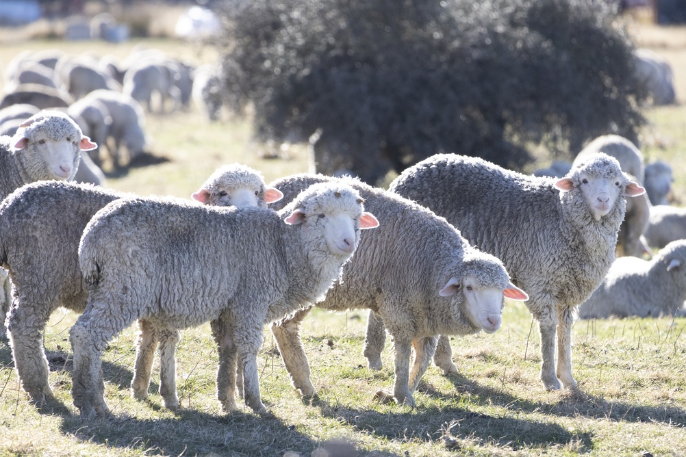 A fost anunțat planul de vaccinare pentru ovine și caprine. Ce prevede strategia