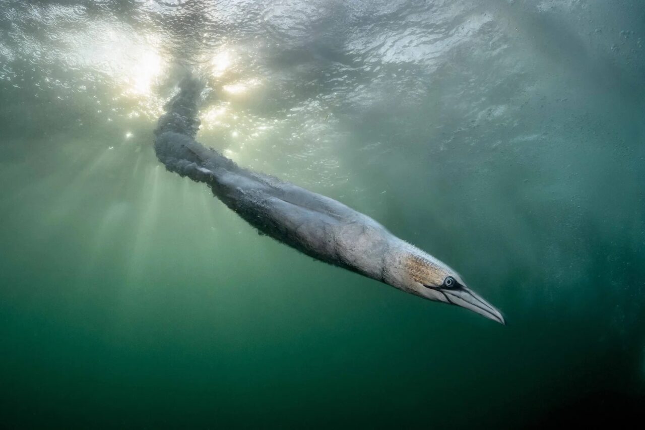 Momentul în care o pasăre a plonjat în ocean cu peste 80 km/h, surprins în Scoția. Cadrul spectaculos a câștigat „Bird Photographer of the Year 2026”