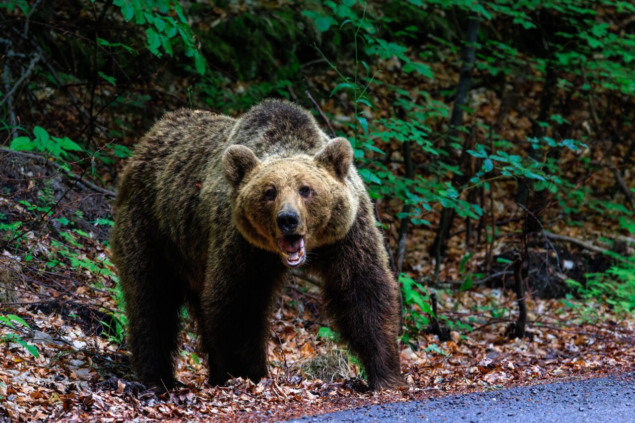 Un bărbat a fost atacat de urs după ce mașina în care se afla a lovit animalul într-o localitate din Mureș. Ce s-a întâmplat la scurt timp